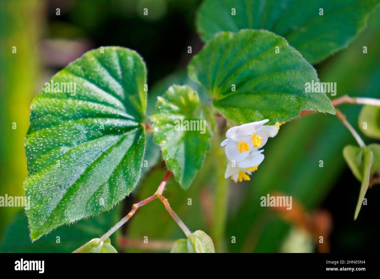 Fleurs blanches de begonia (Begonia semperflorens) Banque D'Images