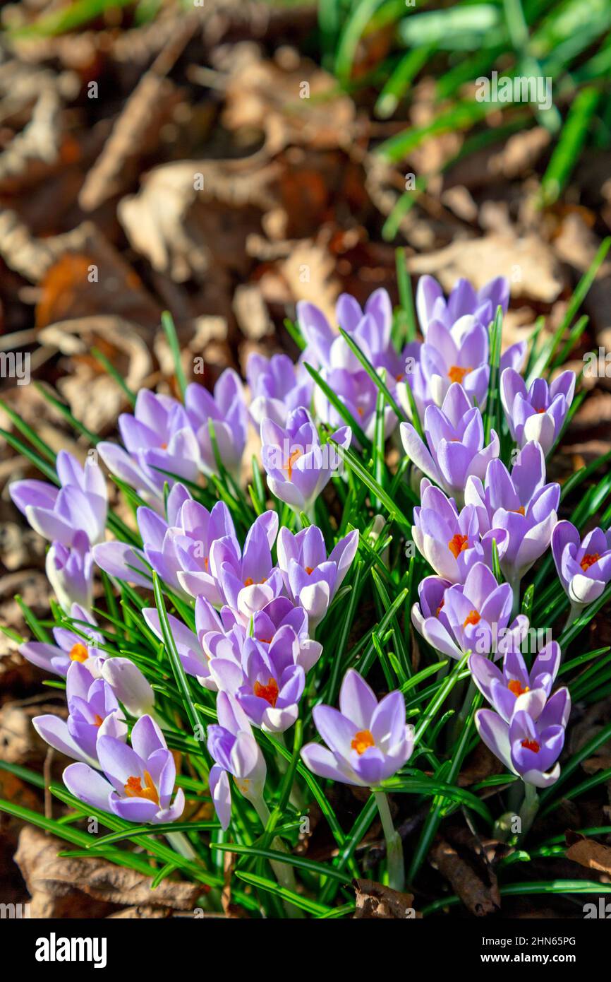 Crocus aux fleurs violettes au cimetière et crématorium de la ville de Londres, Manor Park, Newham, Londres, Royaume-Uni Banque D'Images