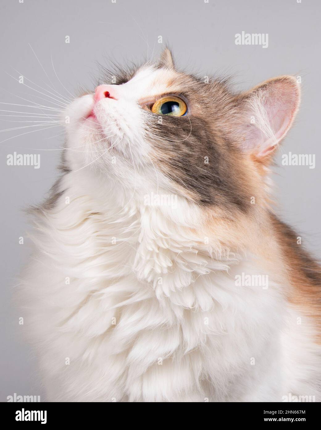 Portrait de chat coloré et amusant, isolé sur fond blanc Banque D'Images