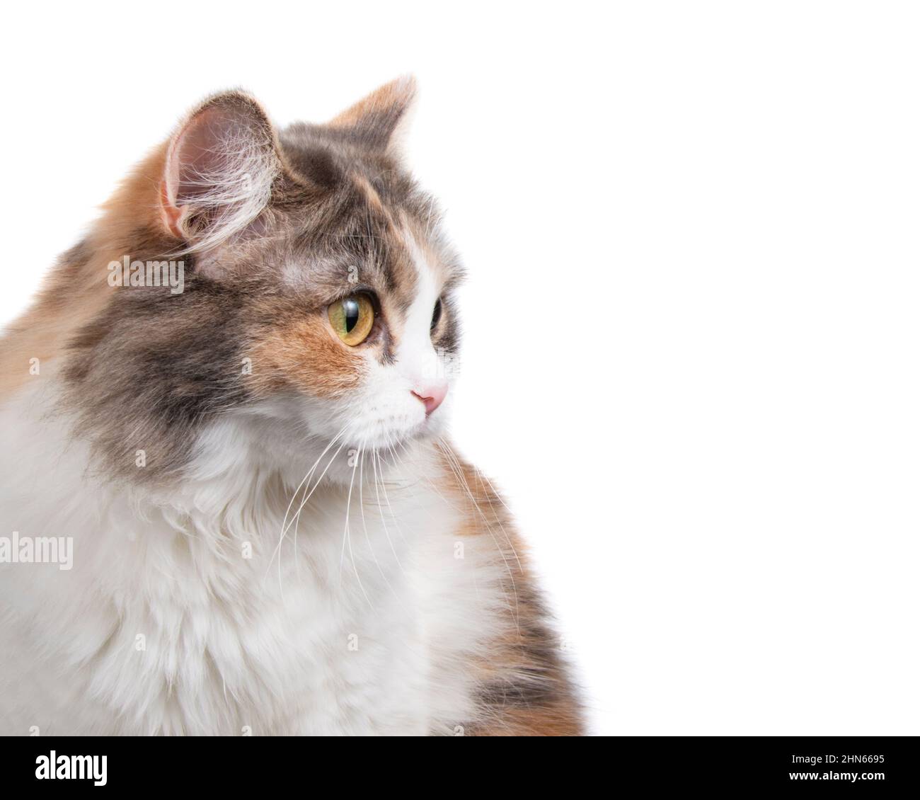 Portrait de chat coloré et amusant, isolé sur fond blanc Banque D'Images