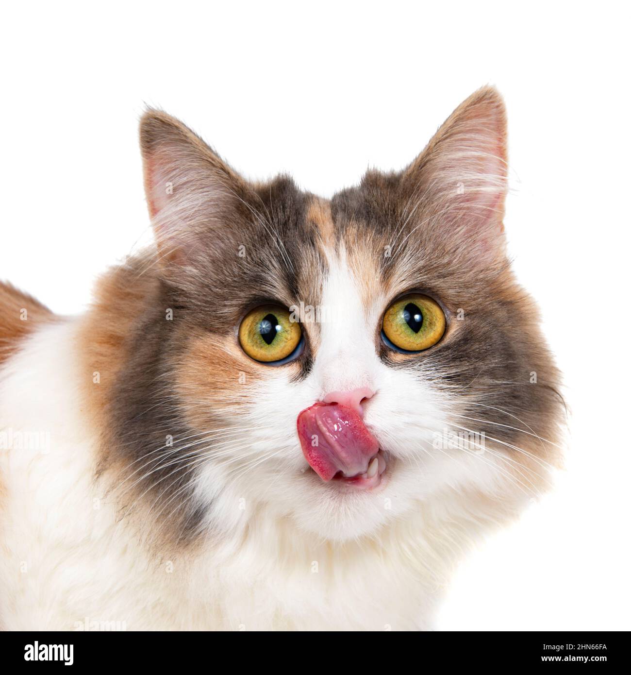Portrait de chat coloré et amusant, isolé sur fond blanc Banque D'Images