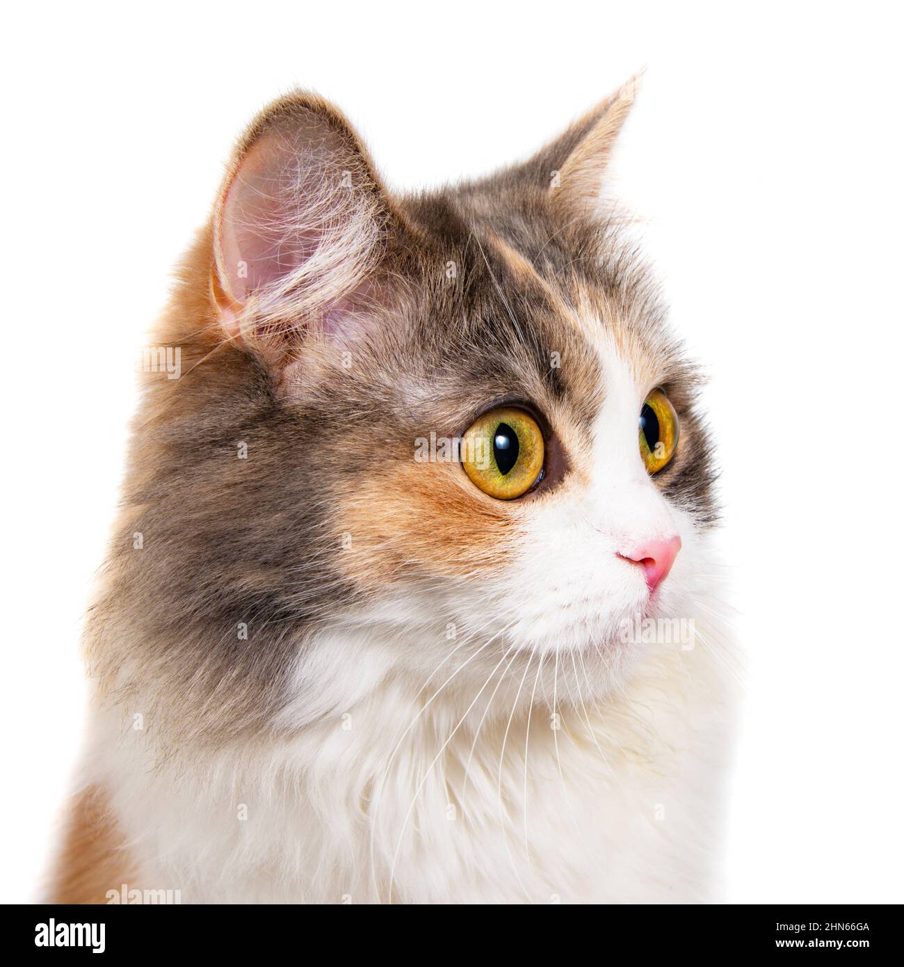 Portrait de chat coloré et amusant, isolé sur fond blanc Banque D'Images