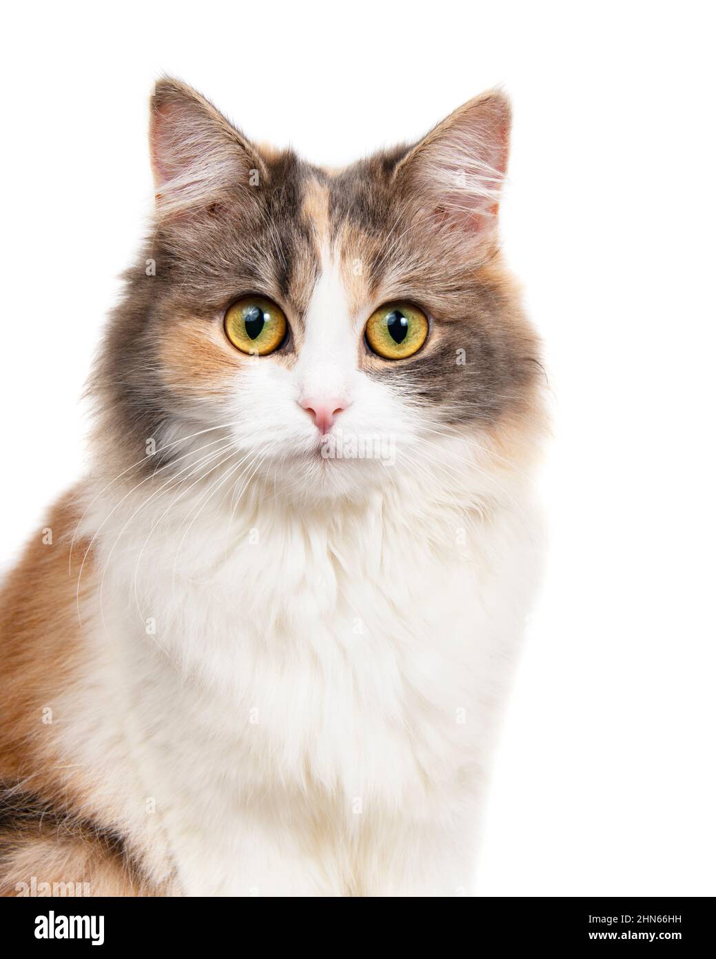 Portrait de chat coloré et amusant, isolé sur fond blanc Banque D'Images