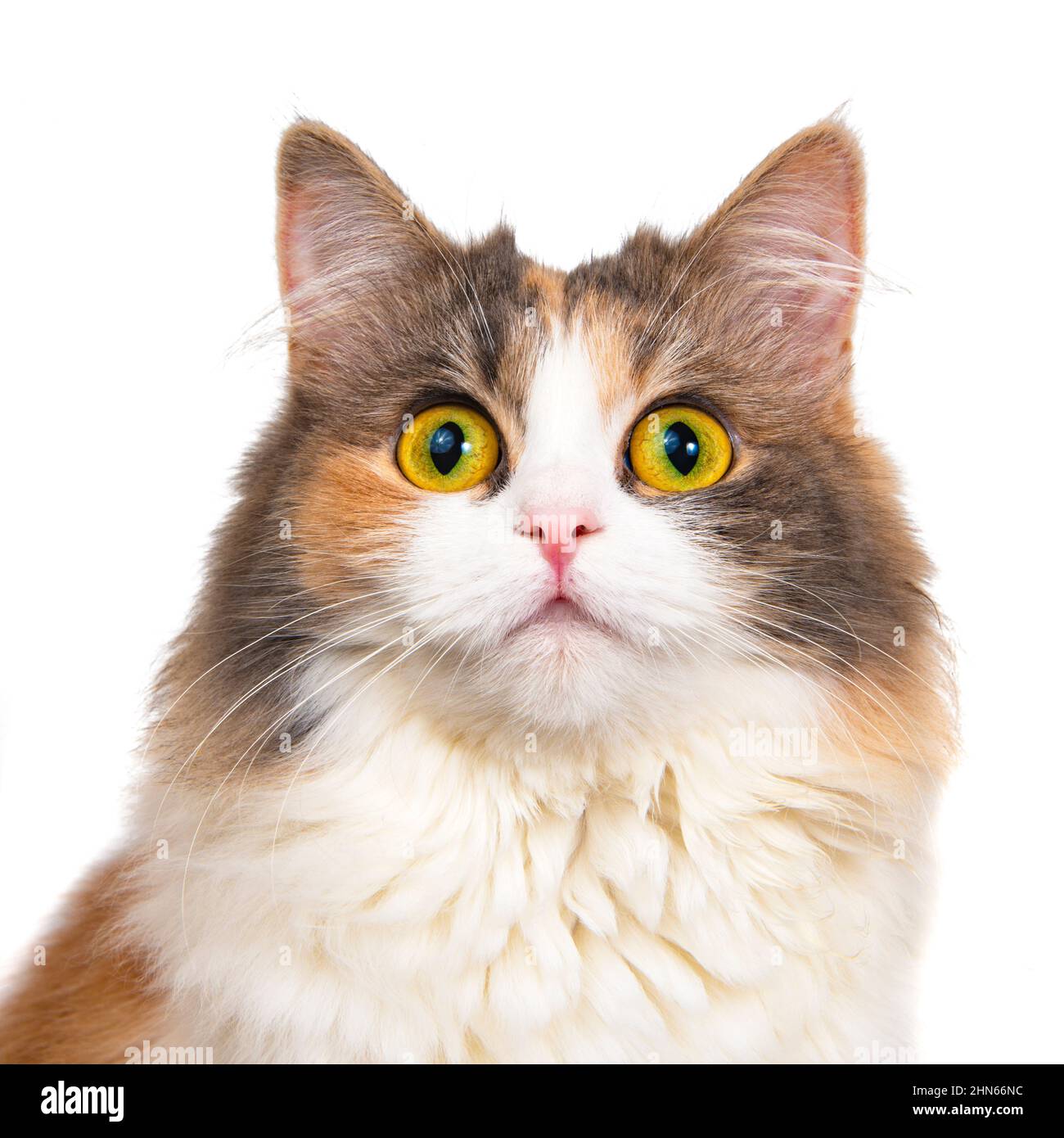 Chat coloré drôle multicolore isolé sur fond blanc Banque D'Images