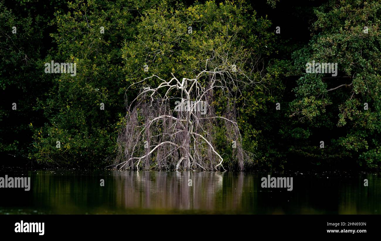 Un saule qui pleurait le squelette projette un reflet chatoyant sur une piscine d'eau sombre. Banque D'Images