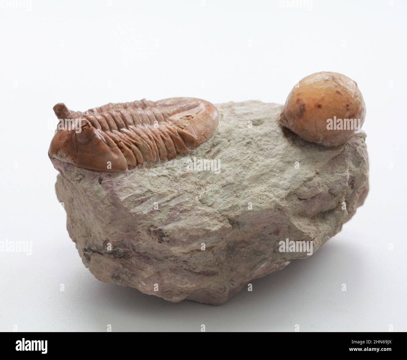 Une trilobite Asaphus et une cystoïdea fossile sur fond blanc Banque D'Images