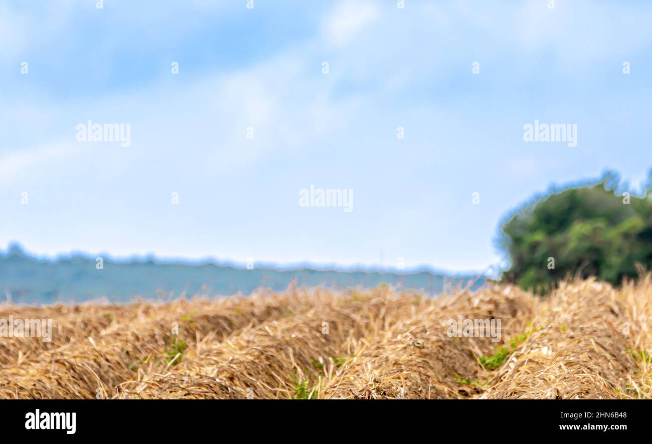 rangées dans un champ d'exploitation Banque D'Images