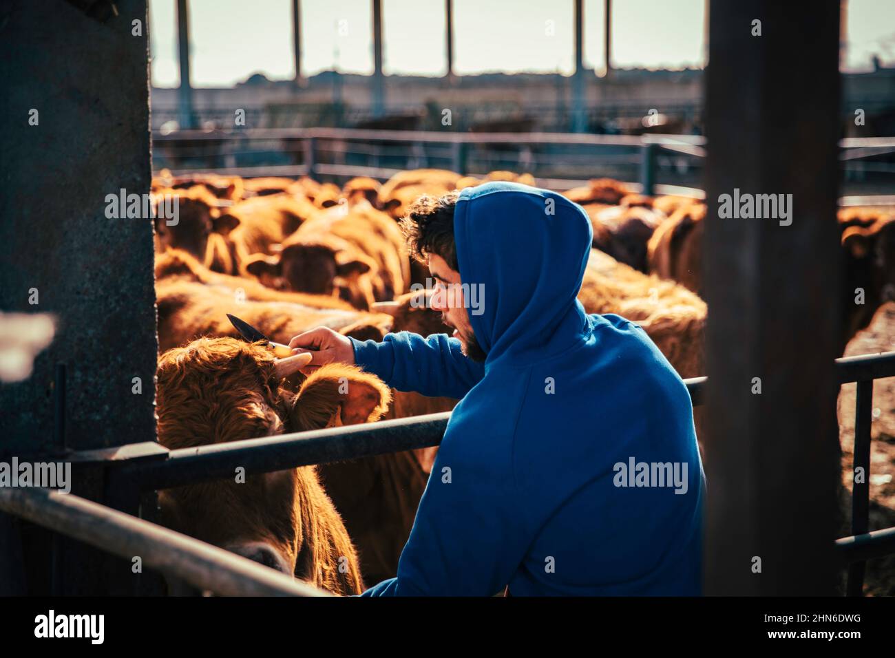 Un jeune agriculteur griffise affectueusement un veau avec un rasoir Banque D'Images