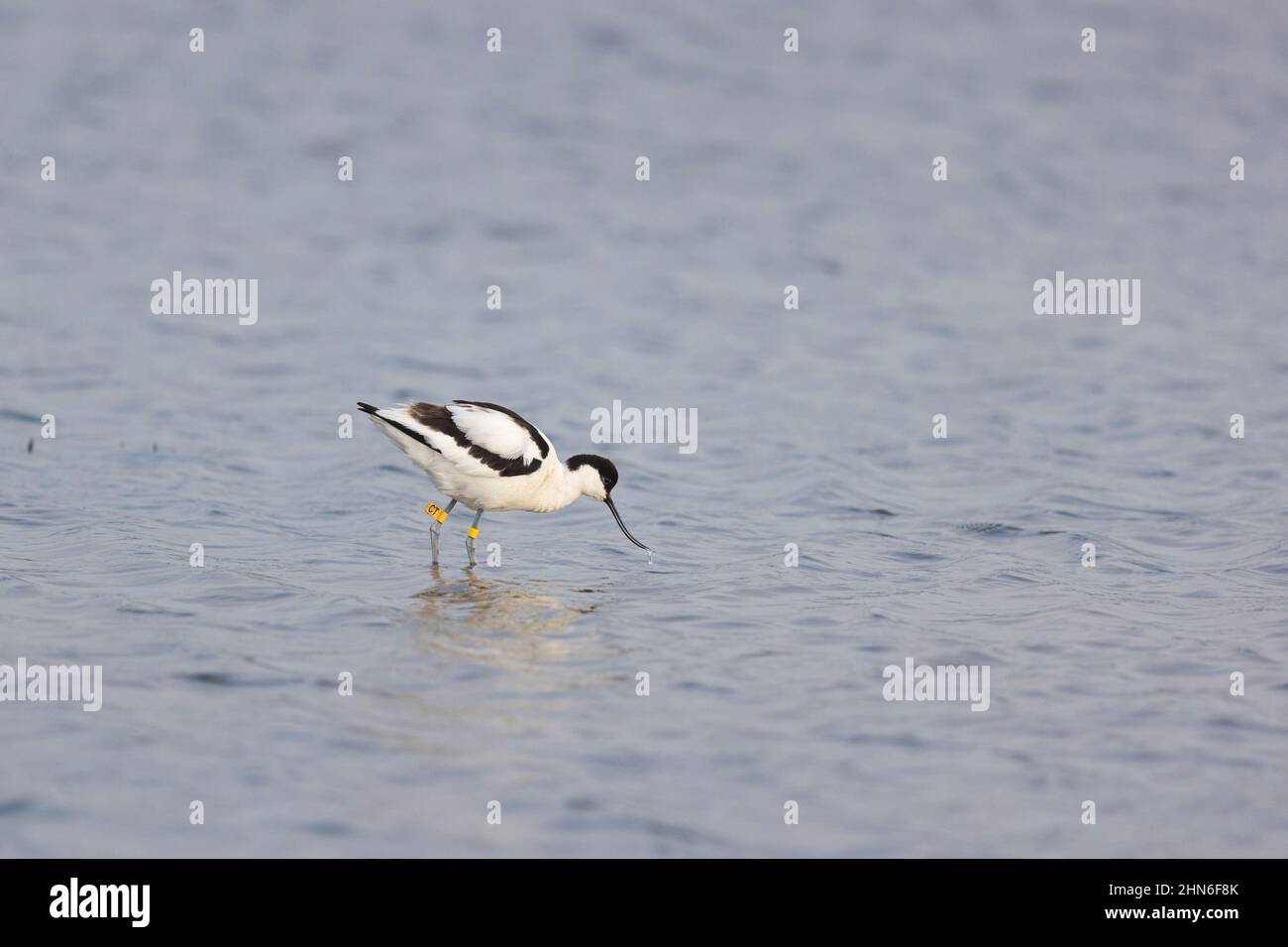 Avocet eurasien (Recurvirostra avosetta) adulte passage à gué avec des étiquettes d'identification sur les jambes, Suffolk, Angleterre, mai Banque D'Images