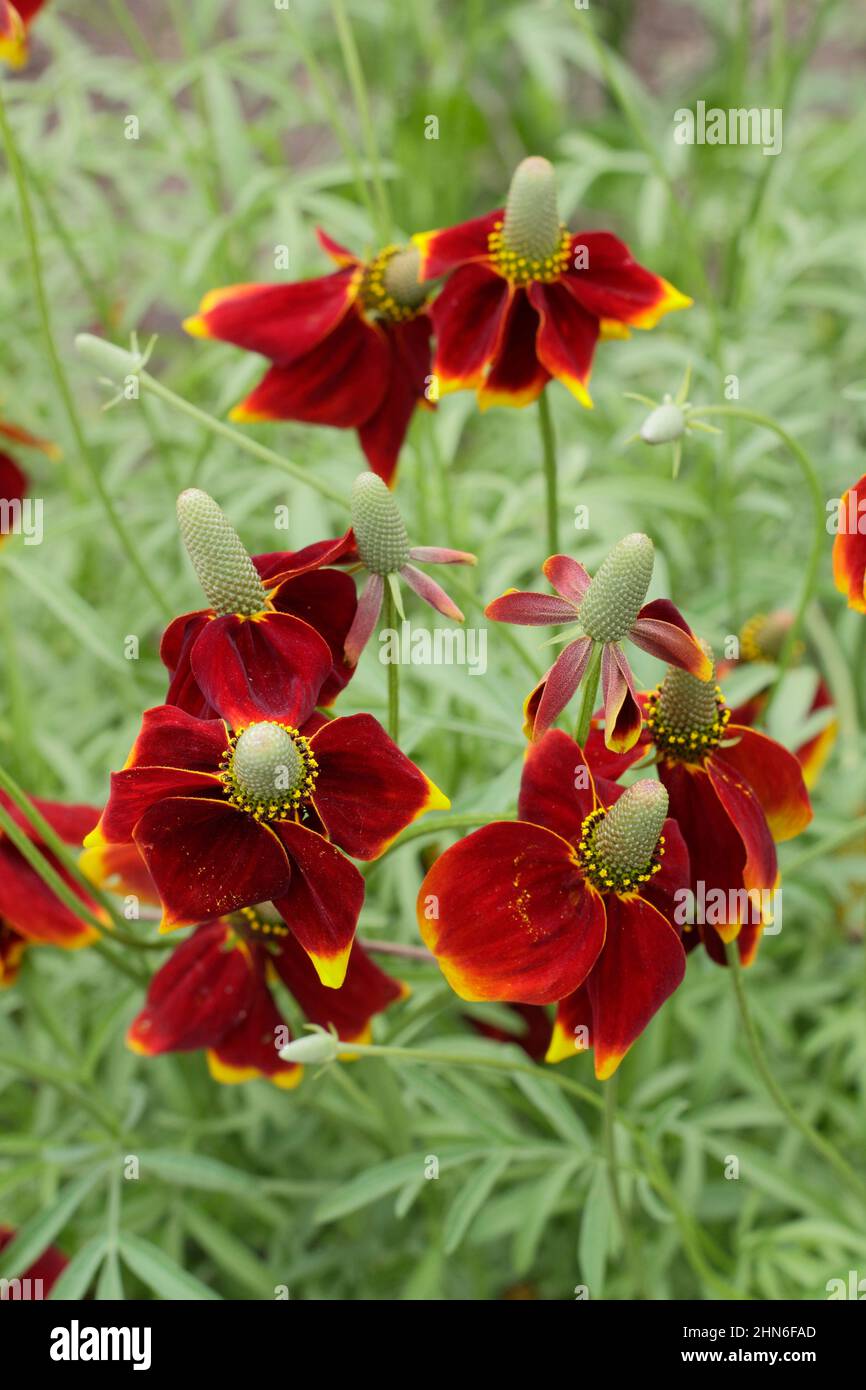 Ratibida columnifera 'Red Midget' prairie confleur. ROYAUME-UNI Banque D'Images