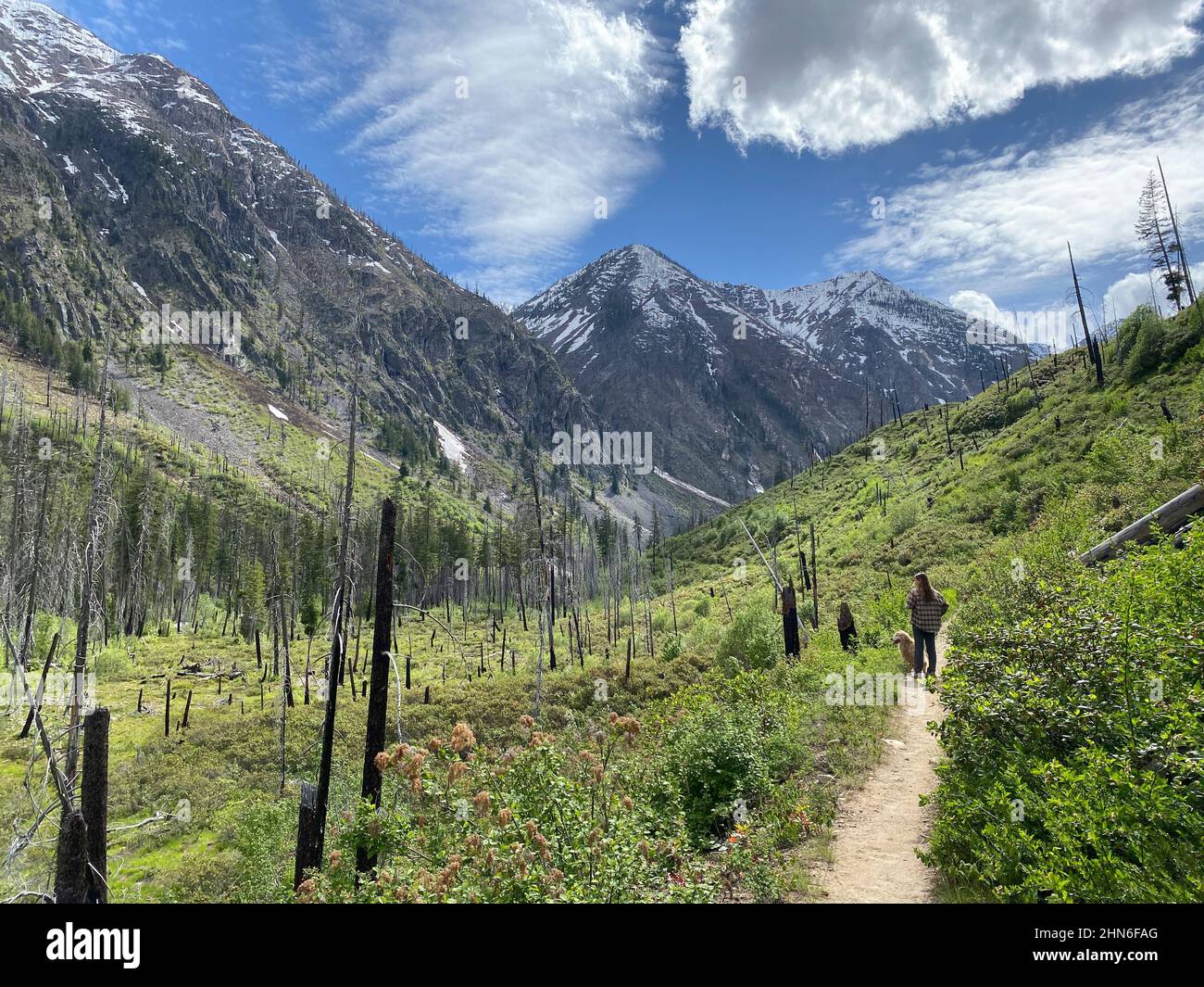 Randonnée femelle à travers une vallée de rivière brûlée dans les Cascades du Nord Banque D'Images