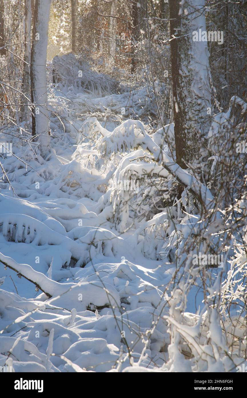 Une journée d'hiver dans le parc national Nickerson, Brewster, Massachusetts, sur Cape Cod, États-Unis Banque D'Images