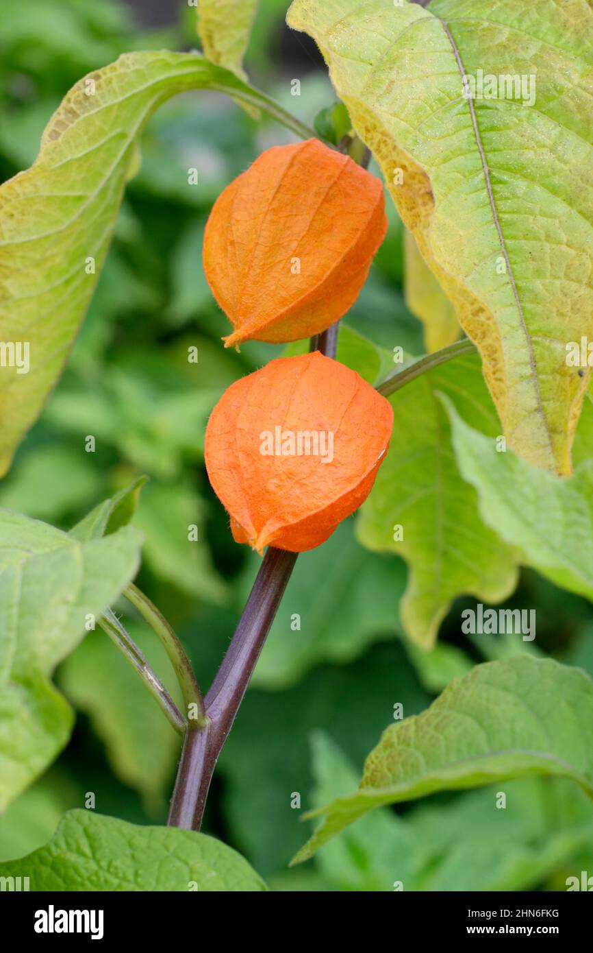 Physalis alkekengi. Lanterne chinoise décorative représentant une papauté orange calyces.UK Banque D'Images