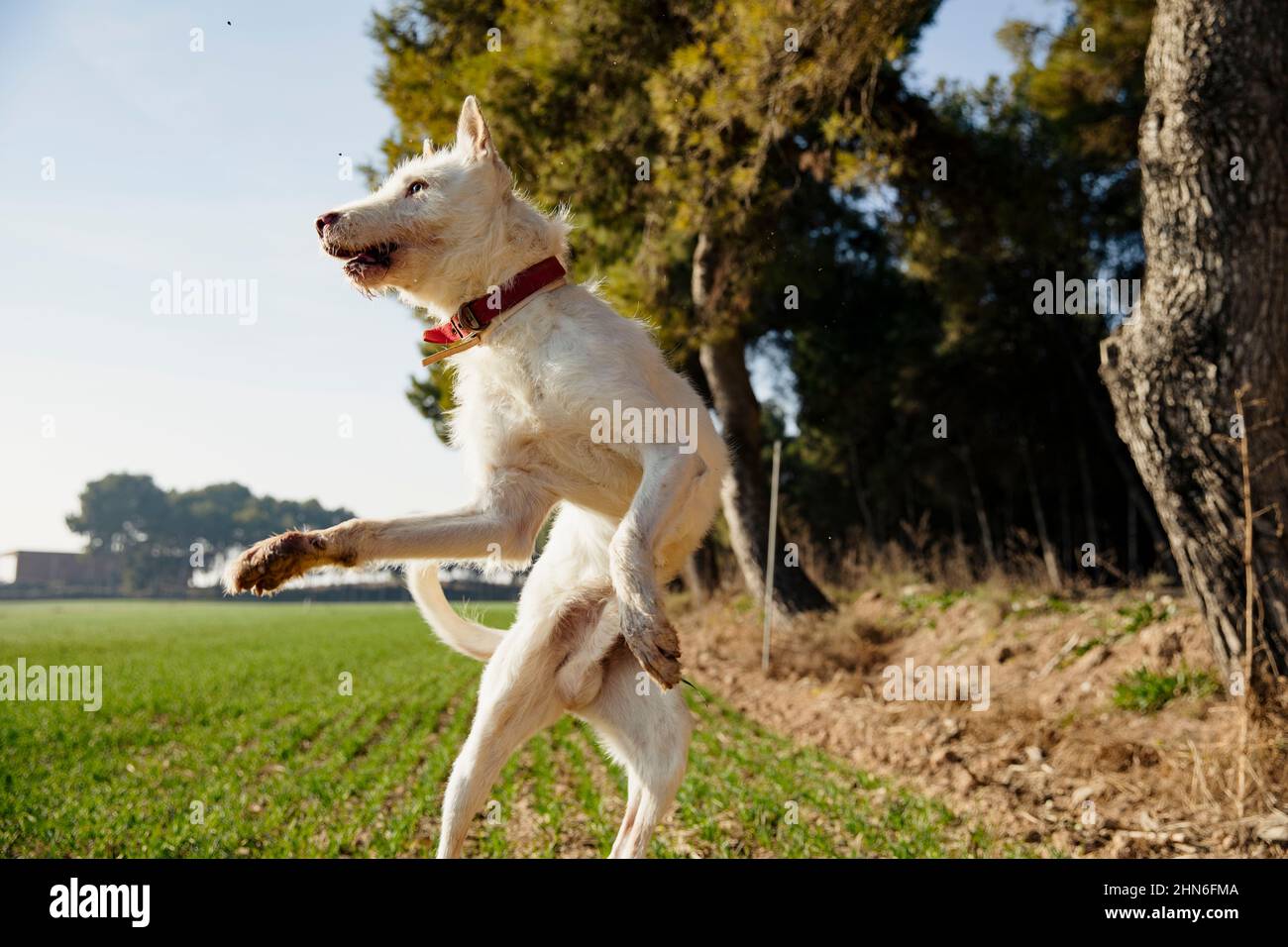 Chien de chasse blanc bondissant dans l'air Banque D'Images