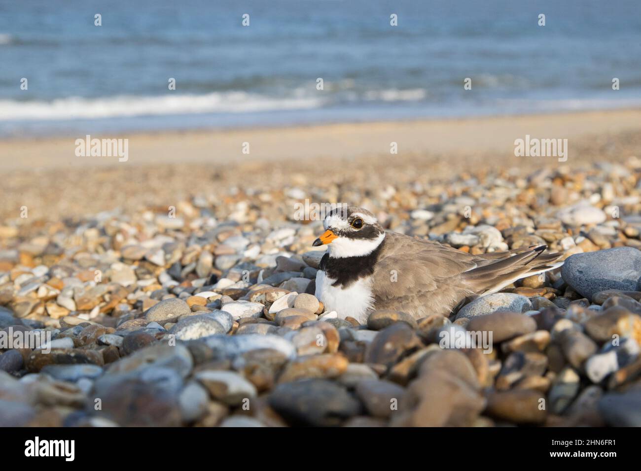 Pluvier annelé (Charadrius hiaticula), plumage adulte nichant sur la plage de galets, Suffolk, Angleterre, juillet Banque D'Images