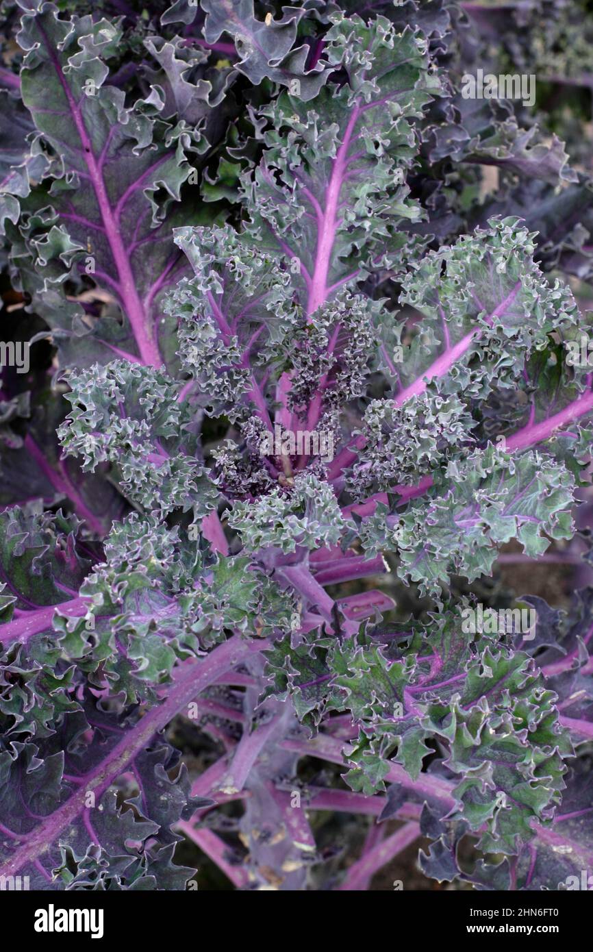 Brassica oleracea' 'Sun de nuit' kale feuilles de kale ornementales avec des veines pourpres. ROYAUME-UNI. Banque D'Images