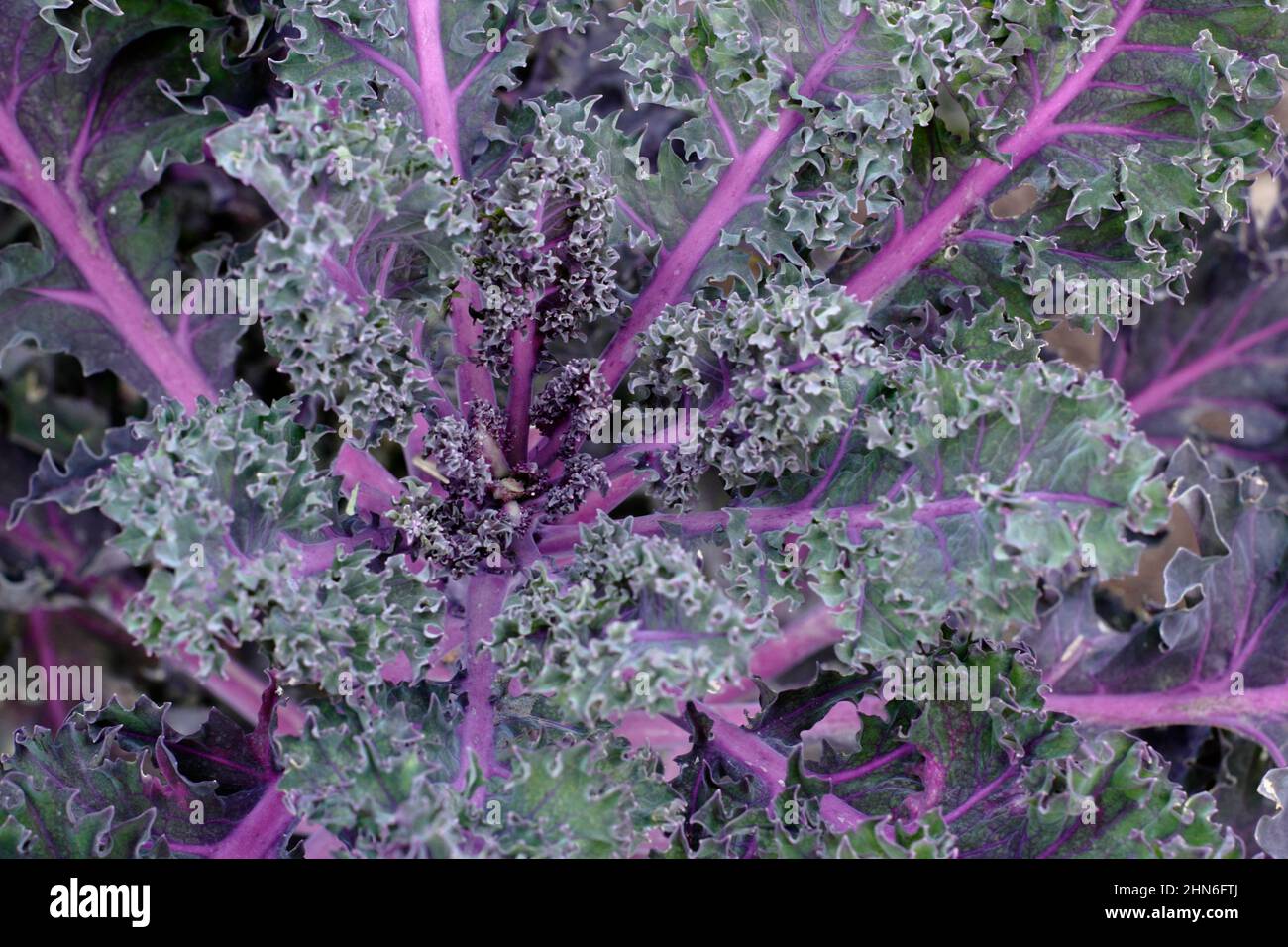 Brassica oleracea' 'Sun de nuit' kale feuilles de kale ornementales avec des veines pourpres. ROYAUME-UNI. Banque D'Images