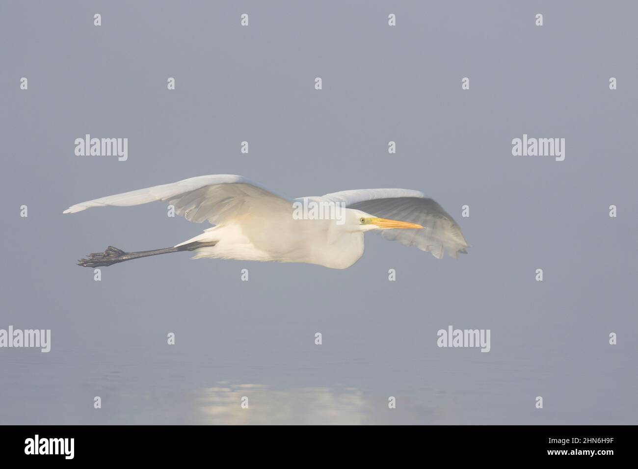 Grande aigrette blanche / aigrette commune (Ardea alba / Egretta alba) dans le plumage non-reproducteur volant au-dessus de l'eau de l'étang un matin brumeux tôt dans le brouillard épais Banque D'Images