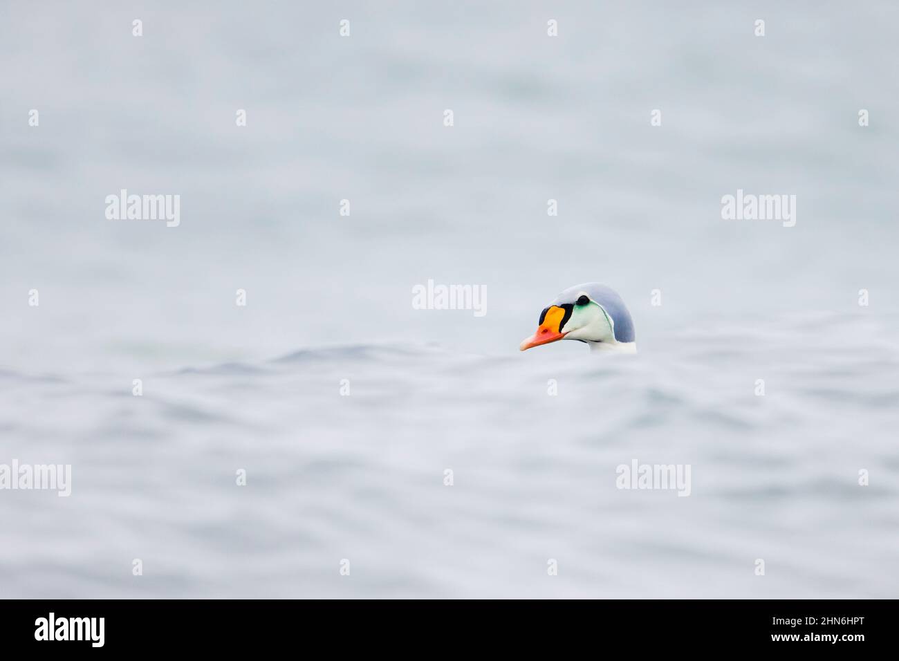 Un mâle de canard de mer (Somateria spectabilis / Anas spectabilis) est présent dans le plumage de reproduction qui nage le long de la côte arctique Banque D'Images