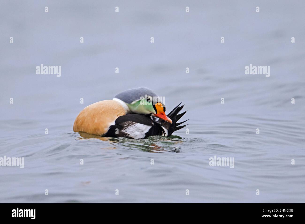 Eideur à tête large (Somateria spectabilis / Anas spectabilis) mâle de canard de mer dans la reproduction des plumes de plumage préendissant le long de la côte arctique Banque D'Images