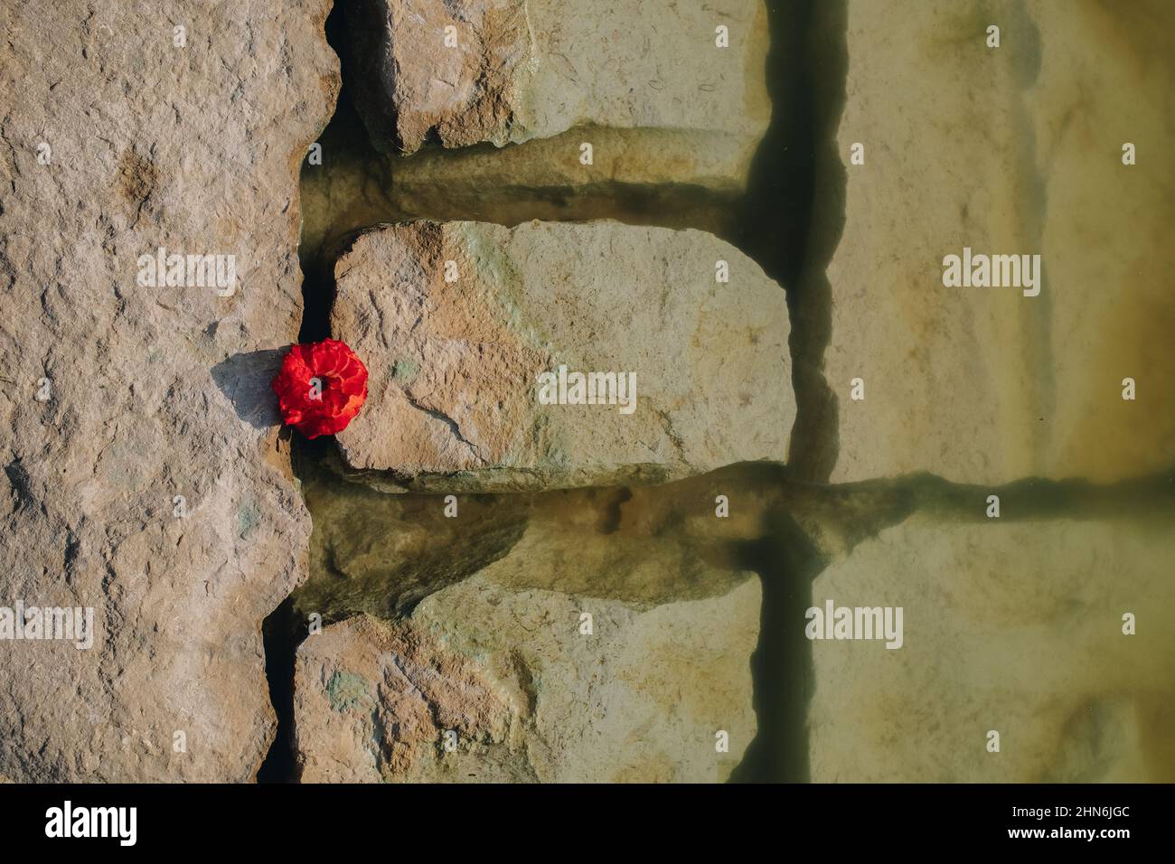 Pile de fleurs rouges fragiles dans les rochers de rouge dans le lac d'eau Banque D'Images