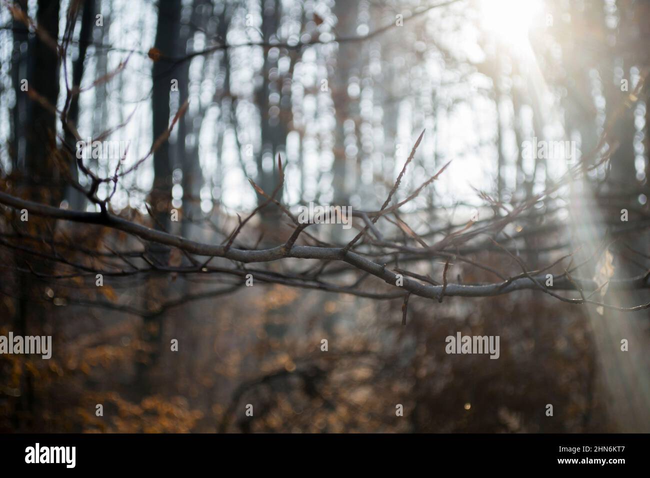 sunbeam entre les arbres, dans la forêt d'automne Banque D'Images