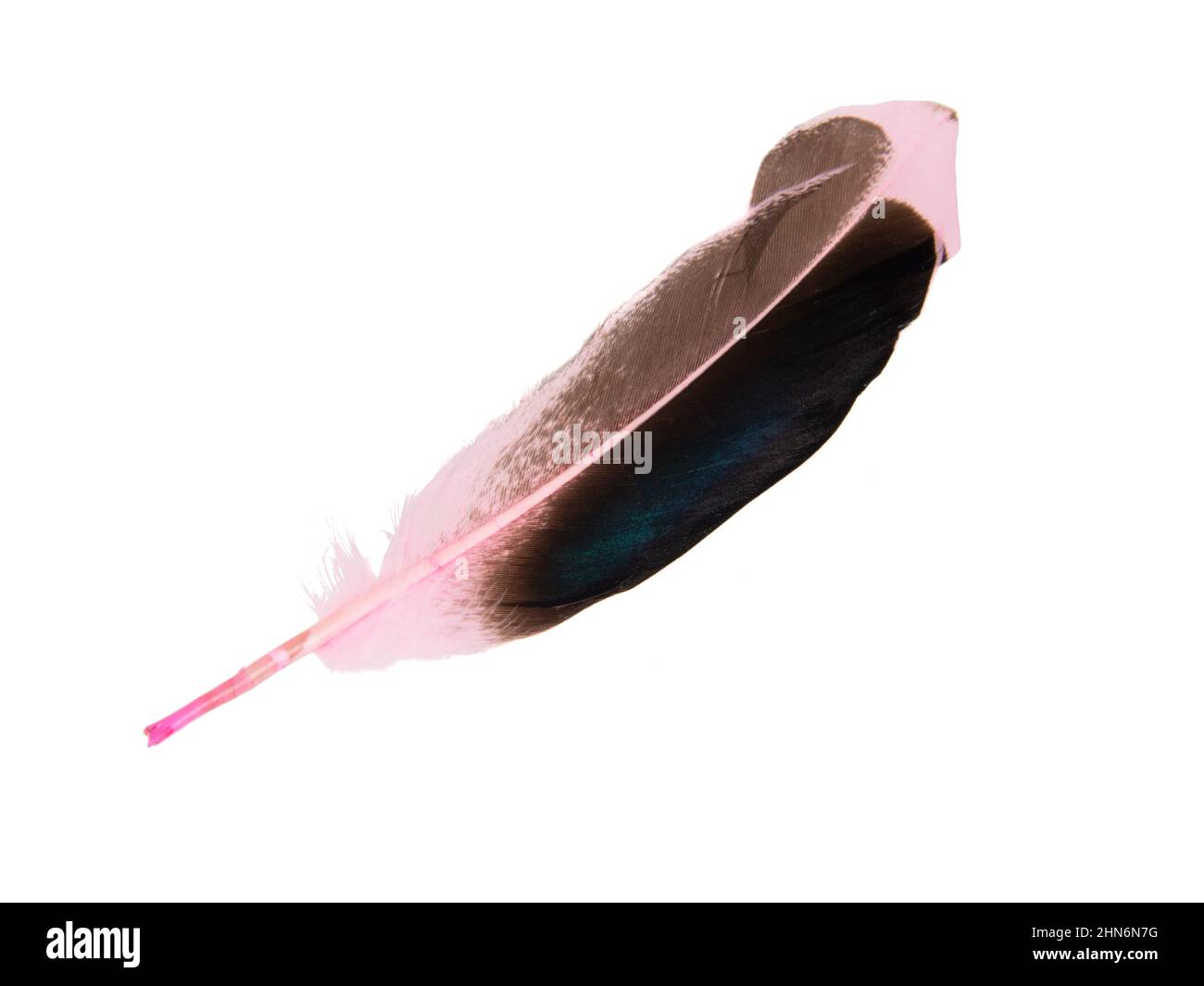 Plume rose foncé isolée sur fond blanc Banque D'Images