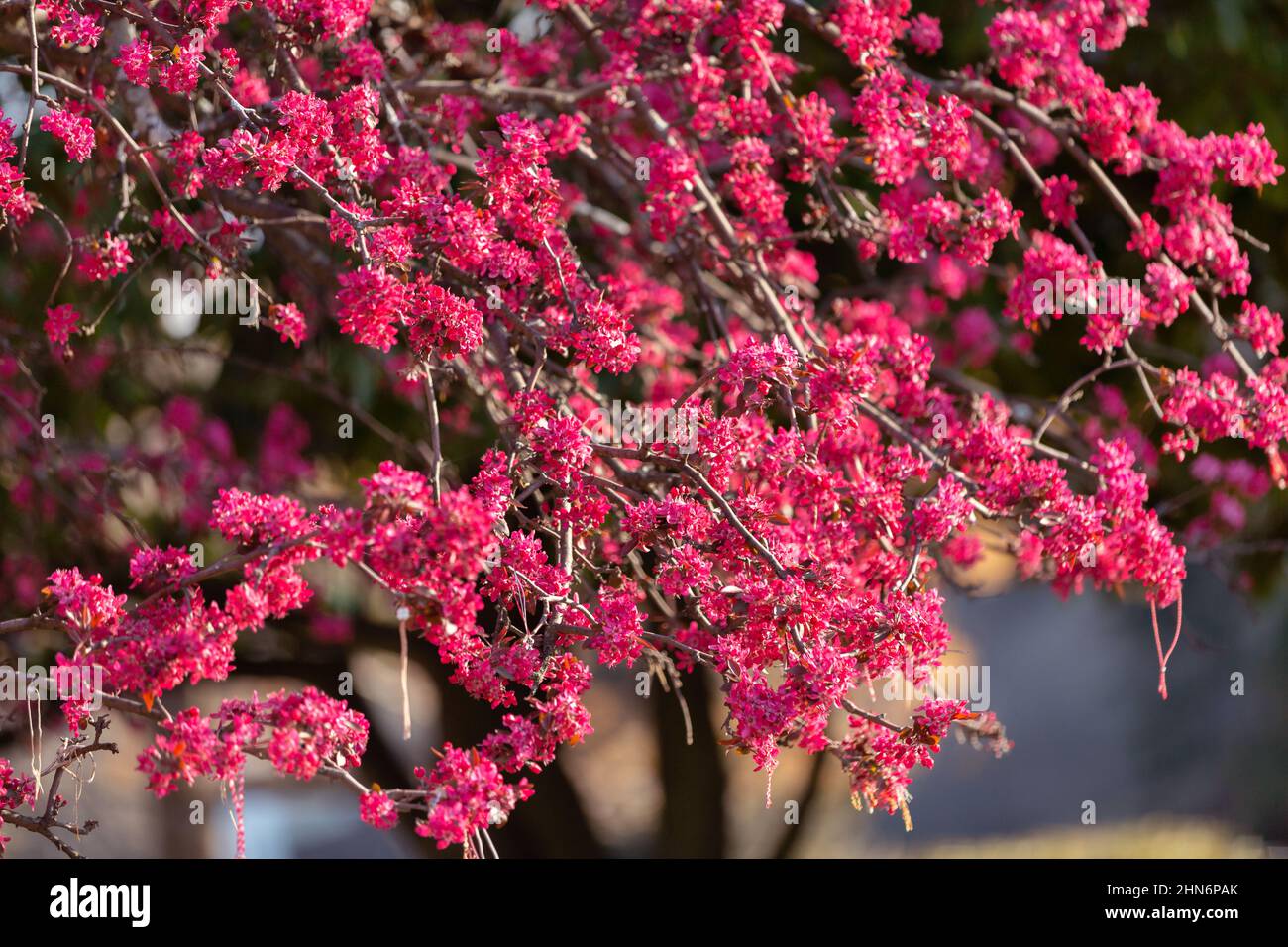 Carte de vacances fond avec beau rose rouge cerisier fleur arbre, sakura fleurs Banque D'Images