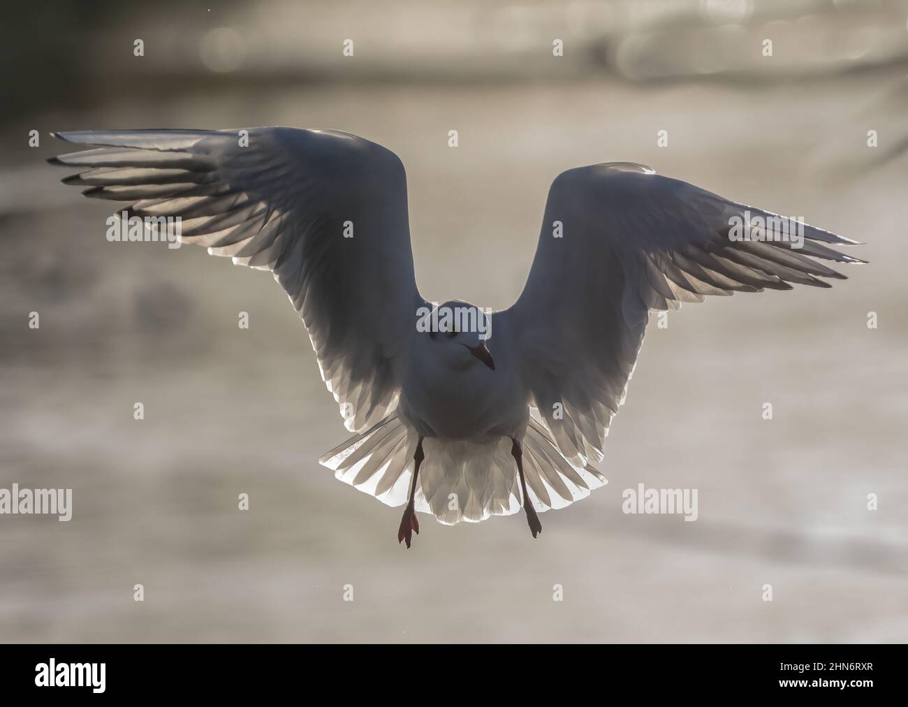 Une tête noire rétro-éclairée en plumage d'hiver . Volant , ailes surtendues ressemblant à un ange , accrochées dans l'air et montrant des détails de plumes . ROYAUME-UNI Banque D'Images