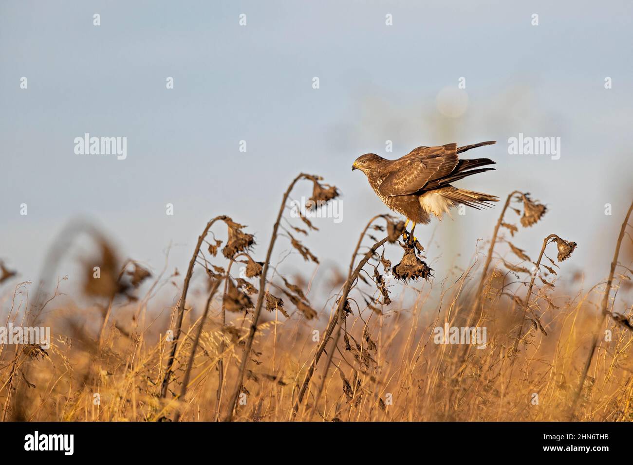 Un bourdonnement commun (Buteo buteo) perché dans un champ de tournesol. Banque D'Images