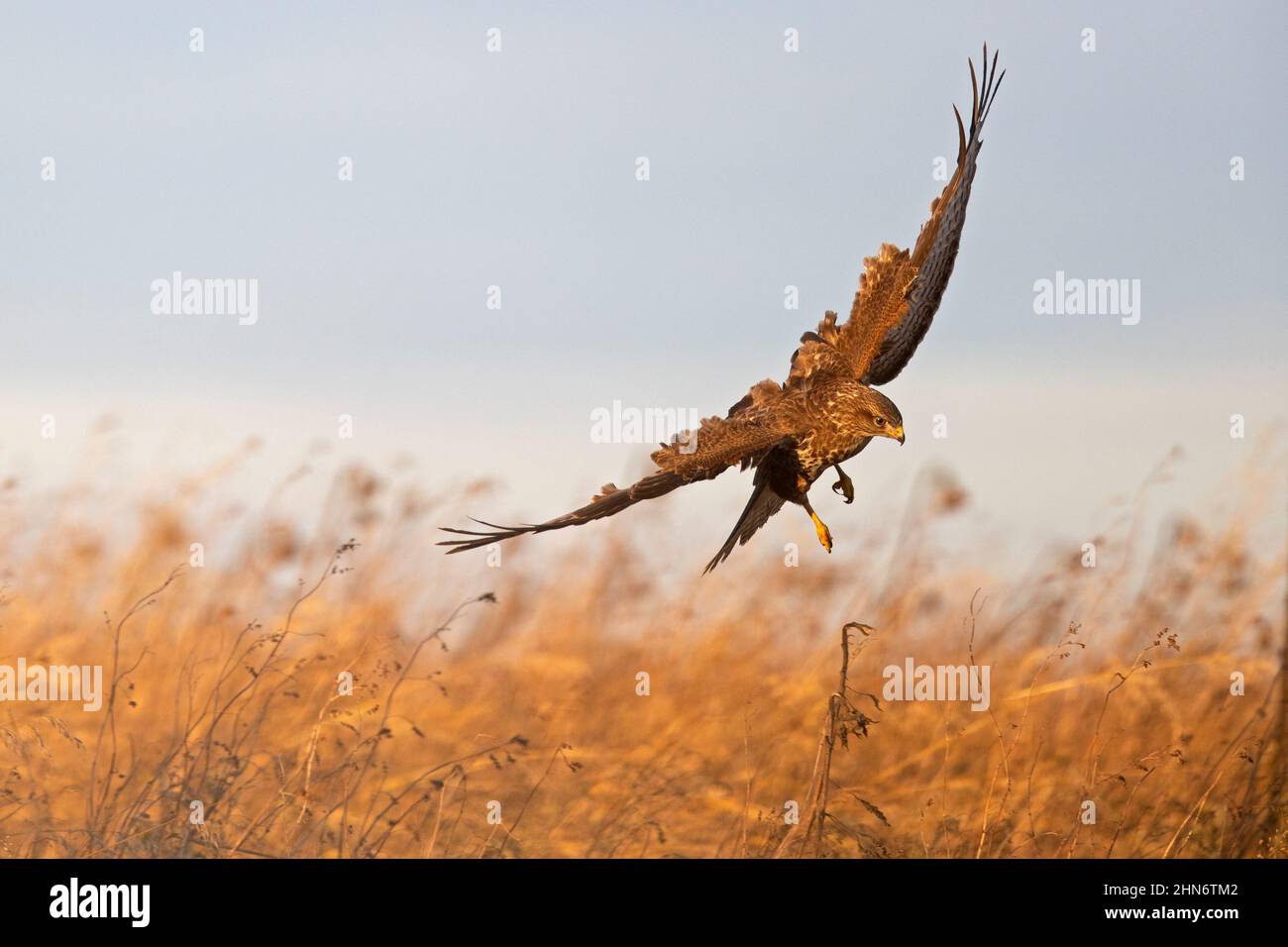Un bourdonnement commun (Buteo buteo) qui débarque sur un tournesol. Banque D'Images