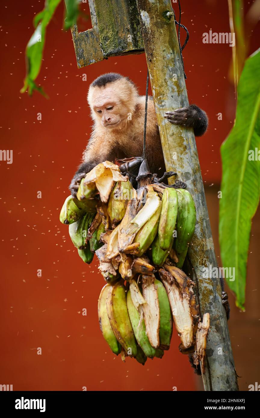 Capuchin panaméen à face blanche (Imitator Cebus), bananes en acier, Uvita, Costa Rica, Amérique centrale Banque D'Images