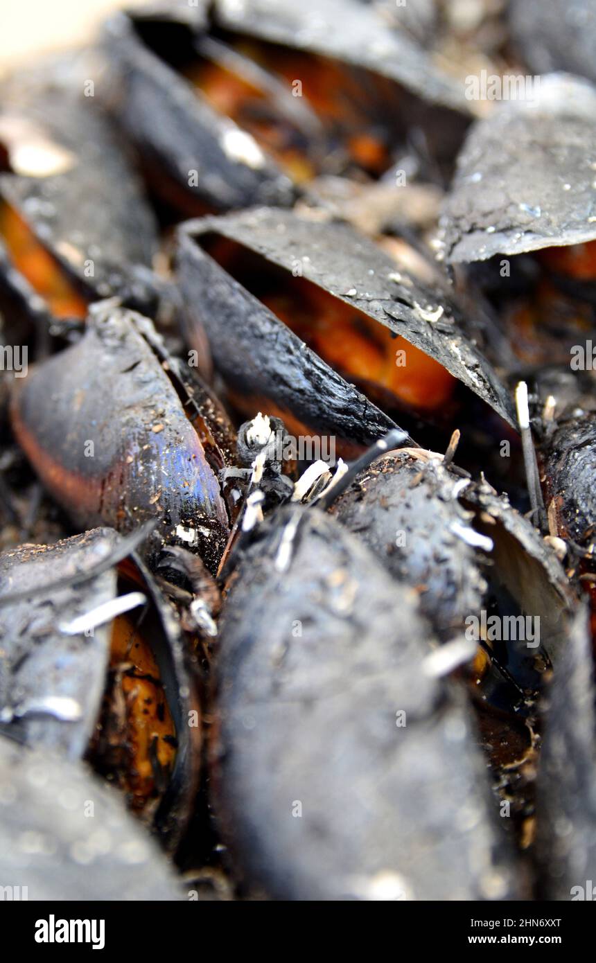 FRANCE. CHARENTE-MARITIME (17). ÎLE D'OLÉRON. L'ECLADE (MOULES CUITES SOUS  DES AIGUILLES DE PIN) EST L'UNE DES RECETTES DE L'ÎLE Photo Stock - Alamy