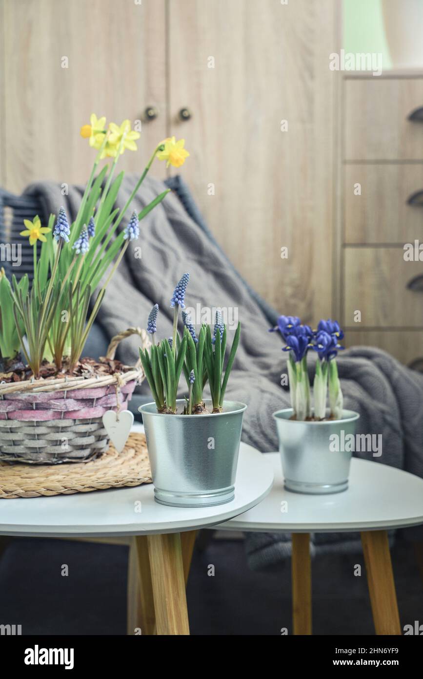 Fleurs de Muscari, Narcisse et mini iris dans un pot sur table à l'intérieur Banque D'Images