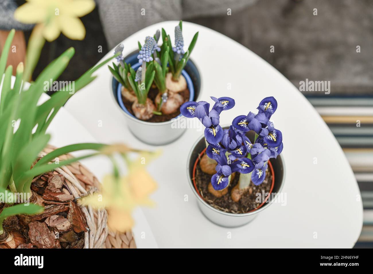 Fleurs de Muscari, Narcisse et mini iris dans un pot sur table à l'intérieur Banque D'Images