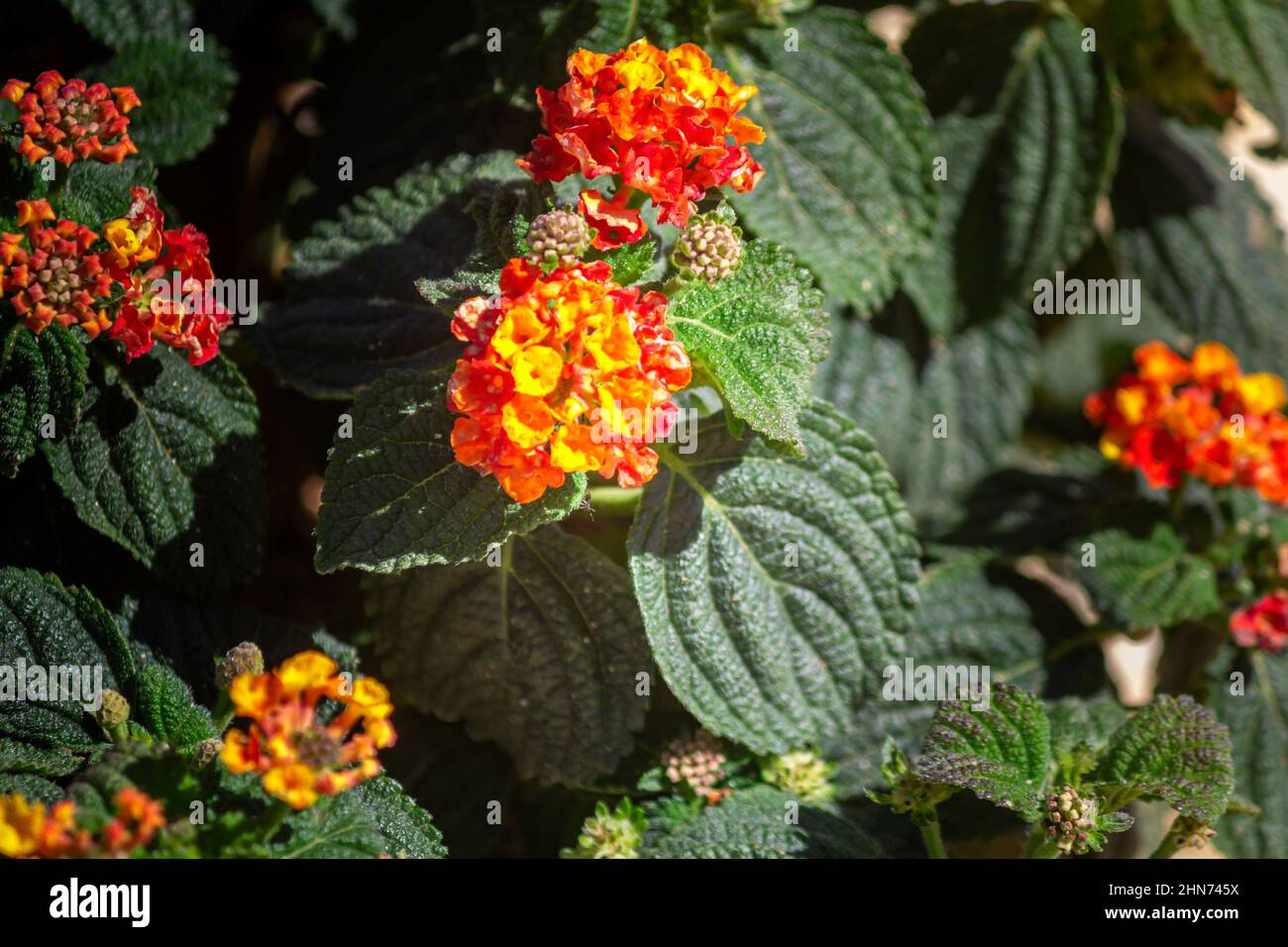 Lantana camara gros plan fleur de détail, une espèce de plante à fleurs dans la famille des Verbenaceae, indigène aux tropiques américains, largement c Banque D'Images