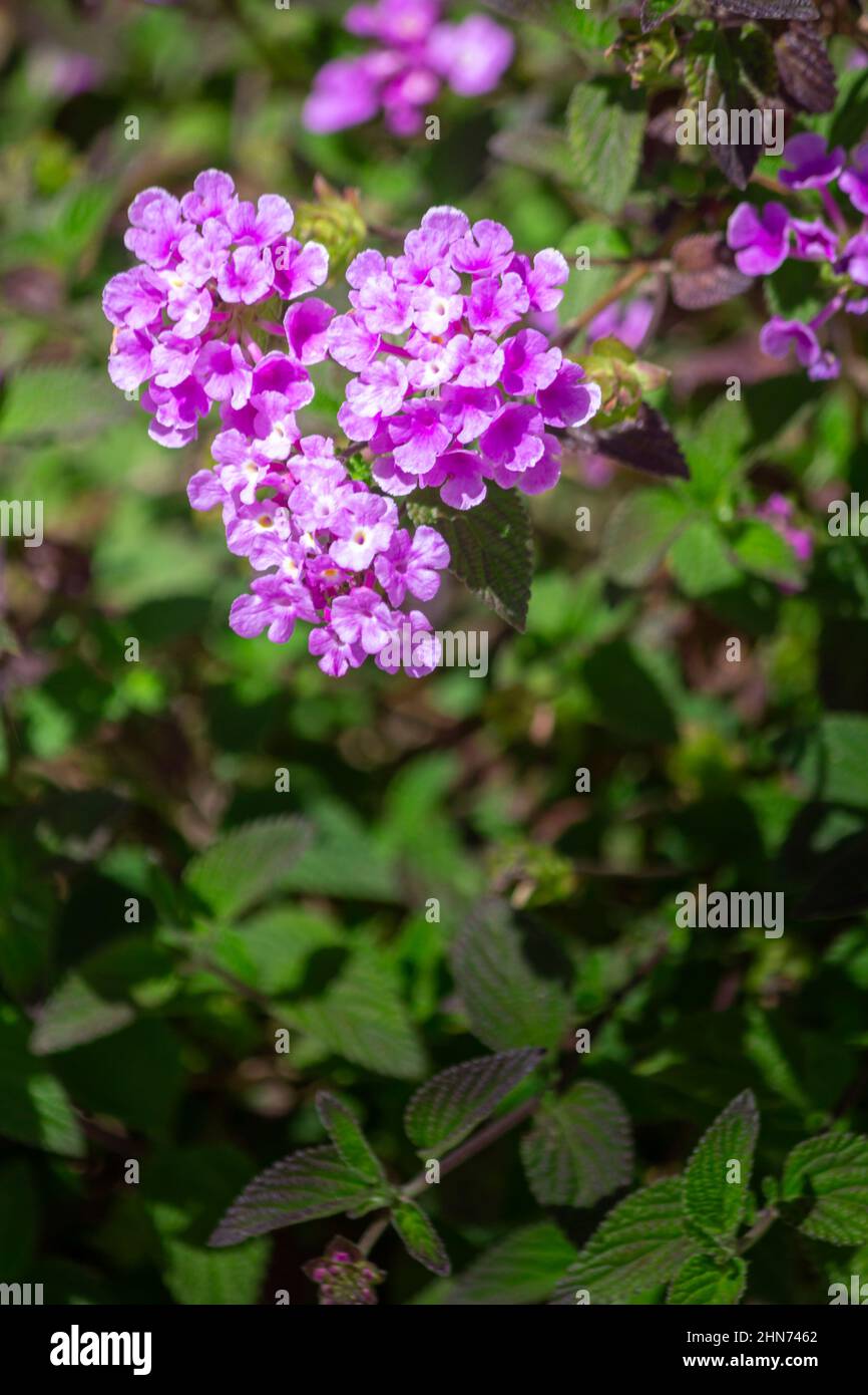 Lantana montevidensis gros plan fleur de détail, une espèce de plante à fleurs dans la famille des Verbenaceae, indigène aux tropiques américains, W Banque D'Images