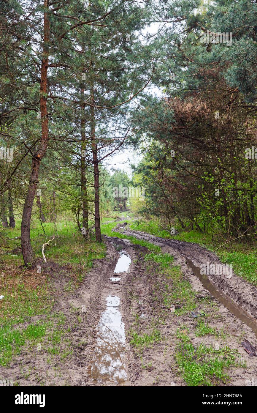 Route d'été sale dans les bois après la pluie Banque D'Images