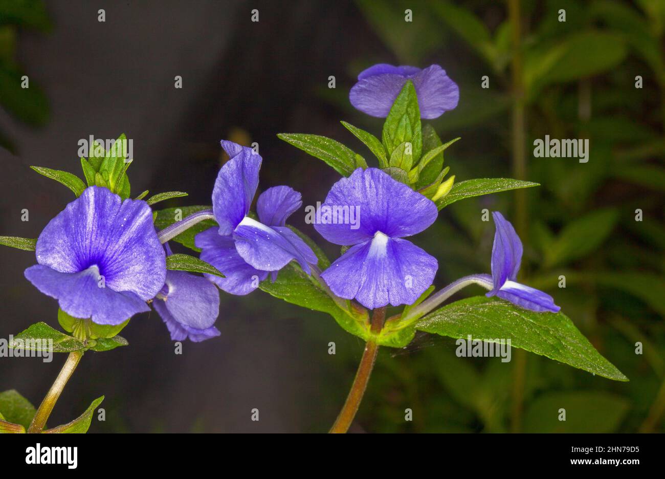 Fleurs violettes / bleues et feuilles vert émeraude d'Otacanthus caeruleus 'Blue Boy', dragon brésilien, arbuste à feuilles persistantes, sur fond sombre Banque D'Images