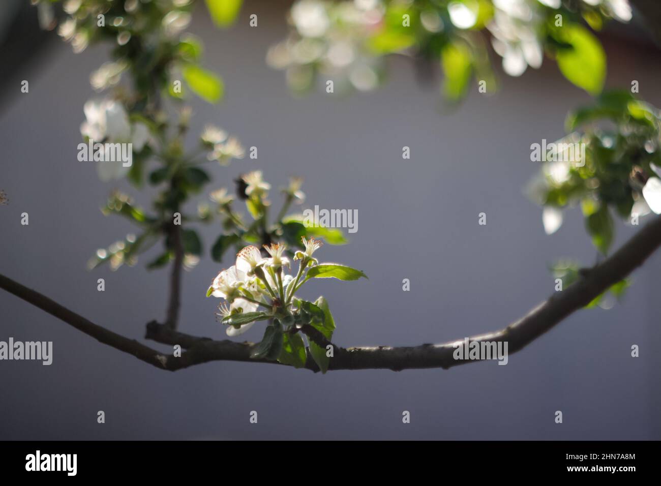 Refocalisation de la branche du ressort. De belles branches de bourgeon de pomme blanche fleurissent sur l'arbre sur fond gris. Fleurs des vergers pendant la saison de printemps dans le parc. Par Banque D'Images