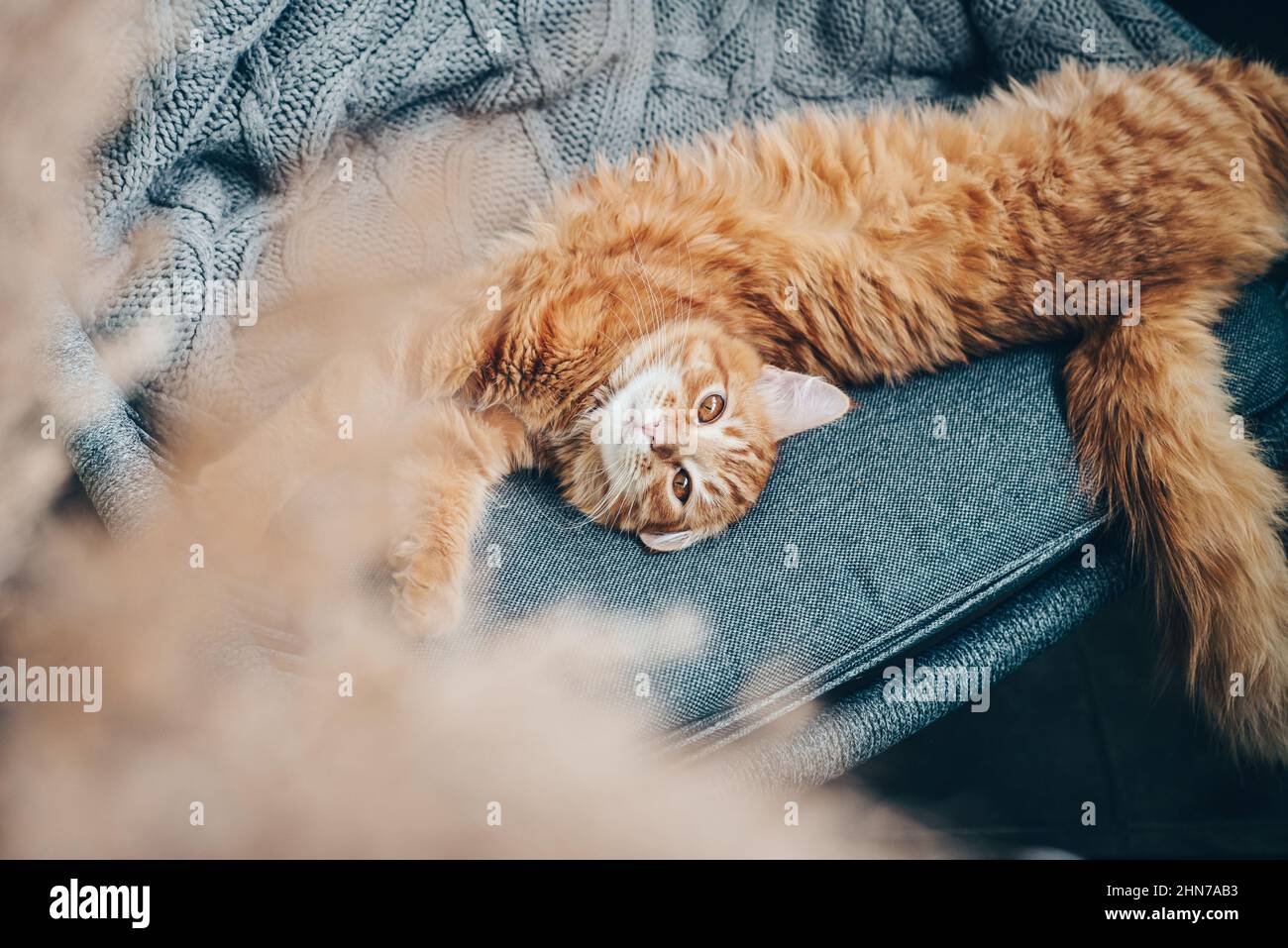 Le joli chat au gingembre est allongé sur un fauteuil à la maison Banque D'Images