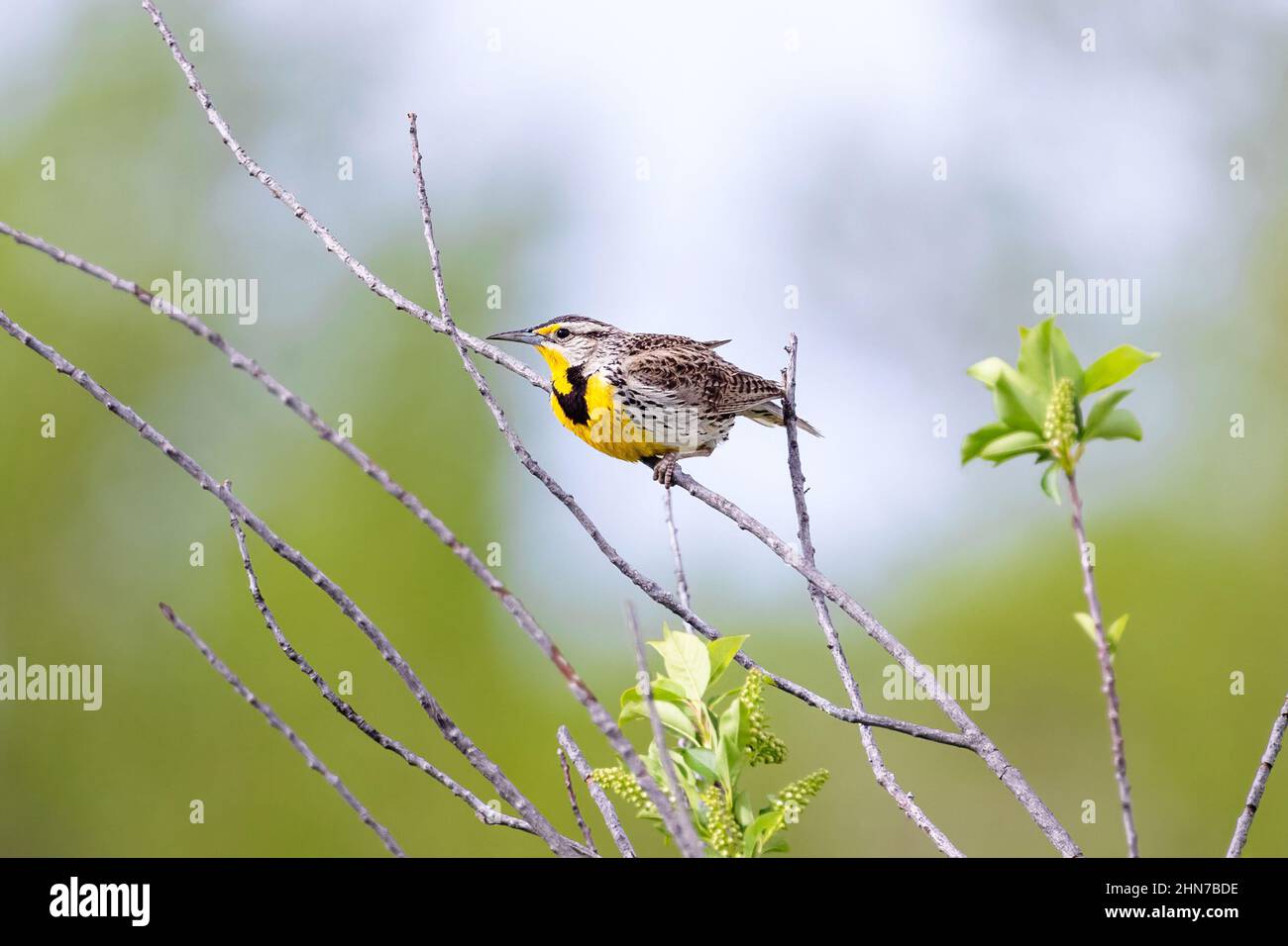 Un Western Meadowlark vu de près, juché et encore, encadré par un fond de forêt verte douce et éloignée. Banque D'Images