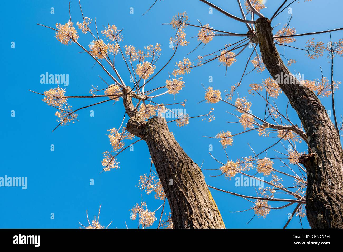 Melia azedarach ou Chinaberry par beau temps d'hiver, grappes de baies Banque D'Images