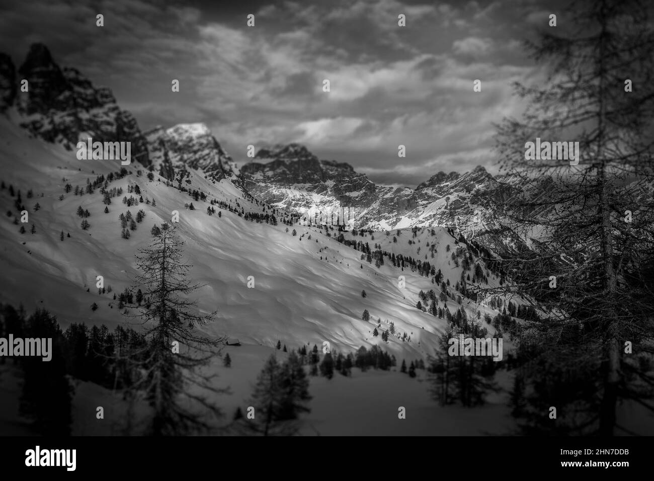 Panorama d'hiver noir et blanc avec mélèzes illuminés par la lumière du soleil Banque D'Images