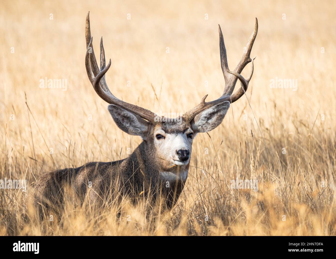 Gros plan vue frontale d'un buck Mule Deer, avec de grandes oreilles de fourrure et un joli ensemble de bois, reposant dans un champ doré. Banque D'Images