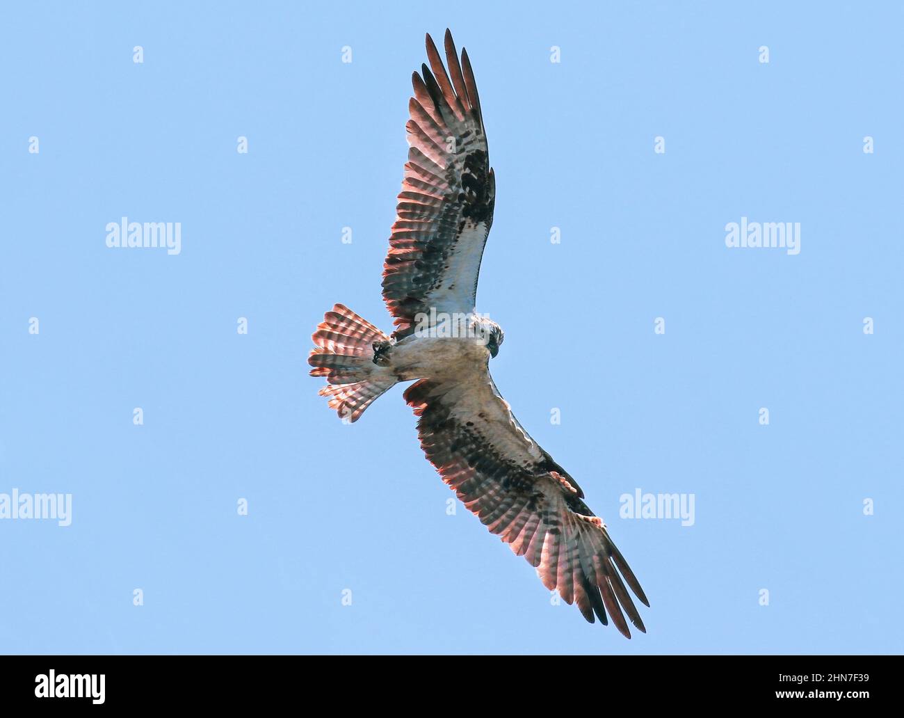 Image rétroéclairée d'un Osprey en vol stationnaire, avec de grandes ailes ouvertes et des plumes de queue bronzées illuminées par le soleil à l'arrière. Banque D'Images