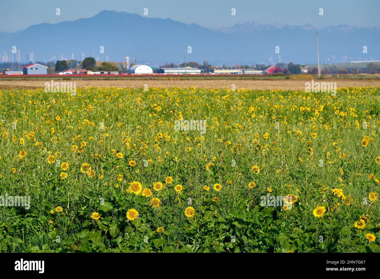 Ferme Sunflower Field. Fleurs de tournesol sur un champ de ferme. Banque D'Images