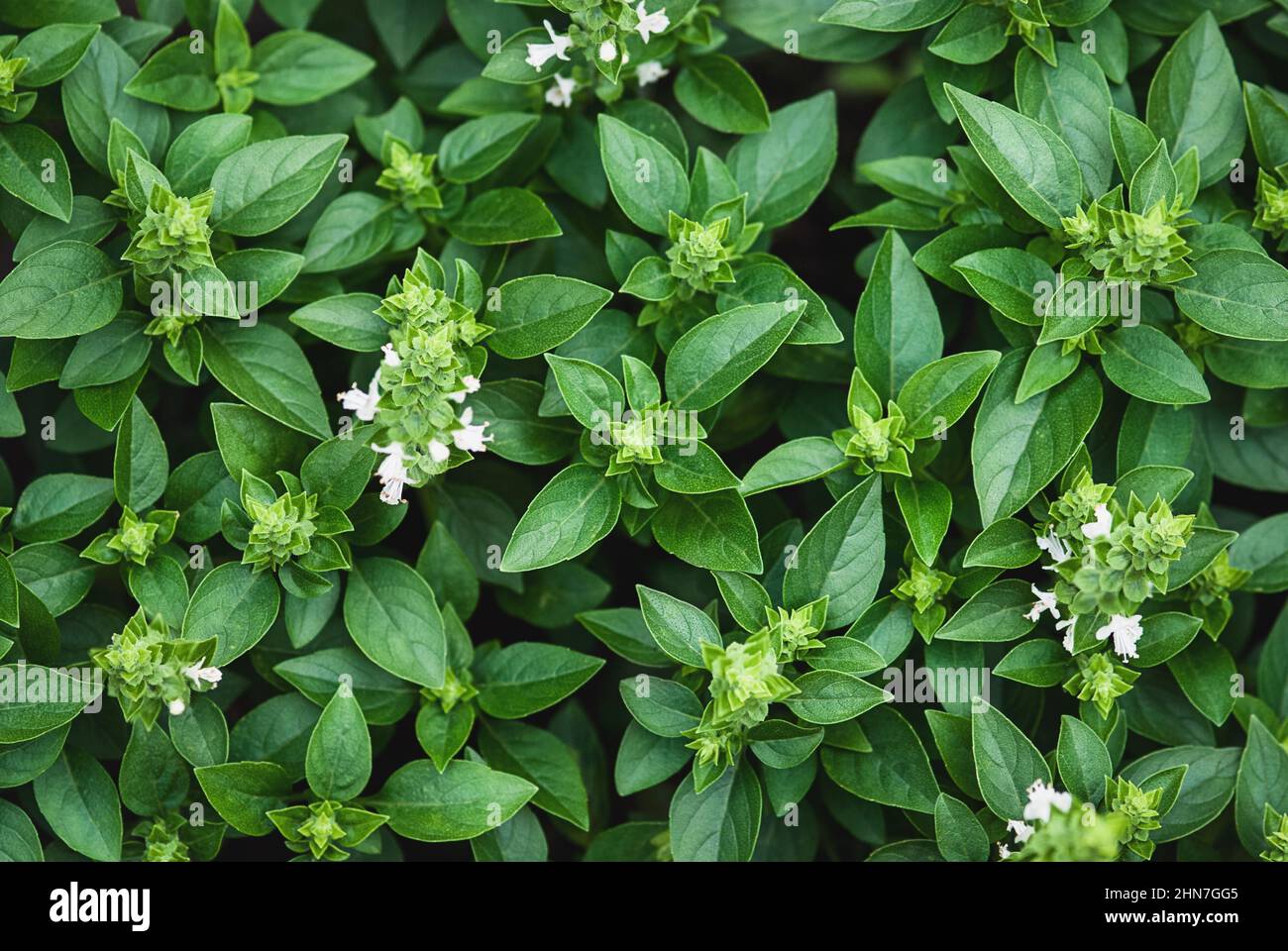 Plantes de basilic grec fleuries dans le jardin, texture des feuilles de basilic vert, vue d'en haut Banque D'Images