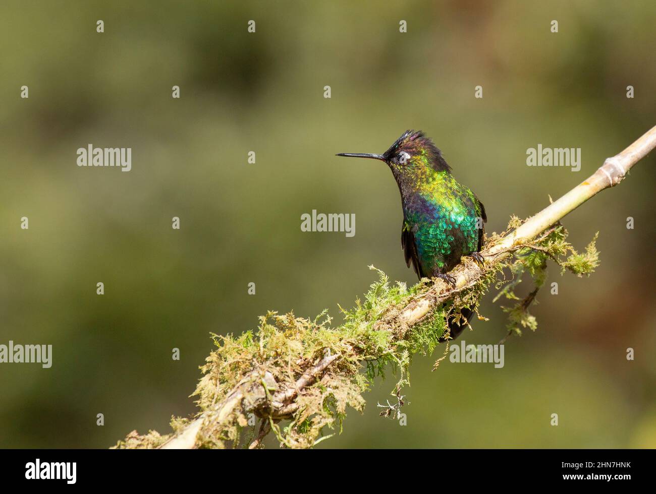 Colibri à gorge ardente (|Panterpe insignis), mâle perché sur une branche de mousse Banque D'Images