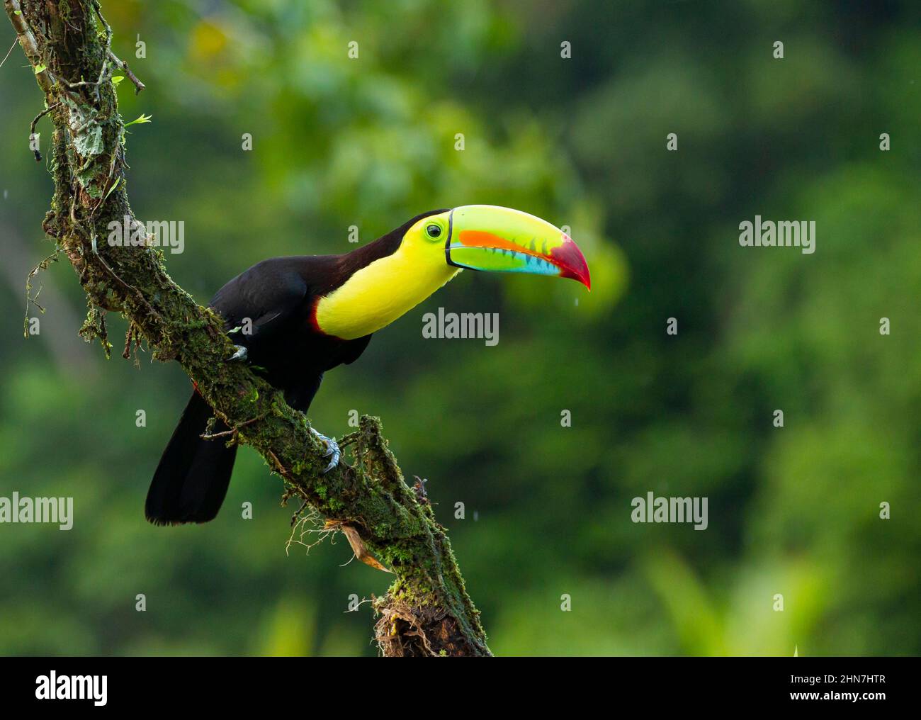 Toucan à bec de quille (Ramphastos sulfuratus), toucan à brises de soufre ou toucan à bec arc-en-ciel Banque D'Images